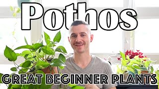 Are Pothos Plants the Perfect Beginner Plant? 4 Varieties with Care Tips!