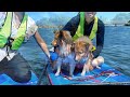 【シェルティ】愛犬がsupデビューしました！〜もふもふ５匹のsupツアー〜 dogs tried stand up paddle for the first time