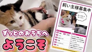 猫アレルギーなのに後ろ足が不自由なネコを保健所からお迎えしました⌇交通事故で脊椎損傷⌇下半身麻痺の子猫⌇翌日に先住犬に起きた異変💦⌇#元野良猫 #cat #イチニコ 【ネコアレルギー克服】