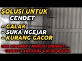 CARA MENGATASI CENDET GALAK | SUKA NGEJAR | DAN KURANG GACOR | #bangucupchannel