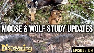 DISCOVERING | Moose & Wolf Trail Camera Study Updates & 2025 Eat Safe Fish Guide
