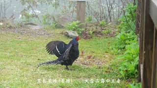 在此守候 黑長尾雉  帝雉 (大雪山霧中王者) 4k