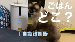 はじめての自動給餌器にとまどってしまう保護猫【カリカリマシーンECO】