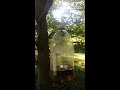 gypsy moth traps