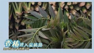 【助农公益视频】陕西潼关县瀵兴村：香椿成熟 欢迎订购