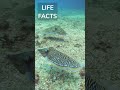 363. Chameleons of the Sea: Octopuses and Cuttlefish Camouflage Magic! #lifefacts #shortvideo