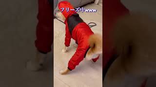 初めてのカッパ#shorts #柴犬 #柴犬のいる暮らし