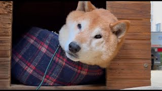 つらそうな姿勢でフリーズする柴犬 / Shiba Inu freezing in difficult potition