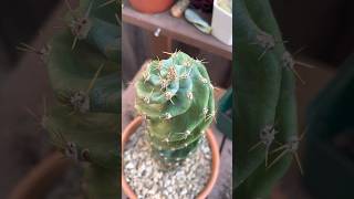 Unbox our first Spiral Cactus!🌵