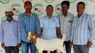 Viraj Boer Goat Farm|D.Sutar Sir|Started with 1 Boer Female|Now having Imported Boer Male| Hindi