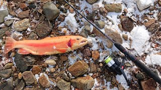 This creek was hiding a MONSTER! Fishing for Stocked Rainbow Trout - East coast freshwater fishing