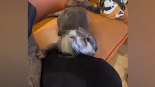 Otter Melonpan~Daddy! would you please play with me🥰🦦|Cute Otter