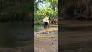 මම ටිකක් නටල තමයි නාන්න පටන් ගන්නෙ #trending #elephant