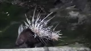 香港箭豬 (豪豬）Hong Kong Porcupine