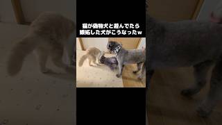 猫が偽者犬と遊んでたら嫉妬した犬がこうなった...笑#cat #dog