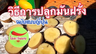 วิธีปลูกมันฝรั่ง Potato :ช่วงที่2 2018.03.03(ไร่ตะวันฉาย ญี่ปุ่น)