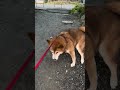 チャムちゃんのお勤め【雨上がりの踏ん張りを添えて】 約束の時まで柴犬と あるじのステップ 僕とこむぎと三浦半島＃海辺の犬＃もちごめ しばワンコ生活 柴犬スティーブ 柴犬福 柴犬リンゴ郎 柴犬