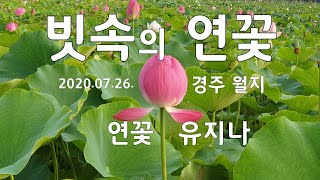 빗속의 연꽃 / 경주월지 연꽃단지  [음악] 연꽃 / 노래: 유지나 (2020.07.26)