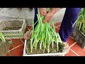 easy and high yield tips for growing leeks at home for beginners