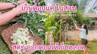 เก็บดอกแค ในสวน สดๆ ออกดอกให้เก็บตลอด (Ep.177)Rose Aesthete|De Kooter Garden