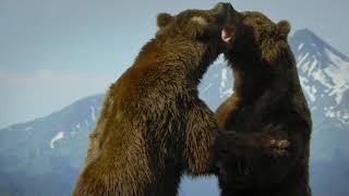 Brown bears use strength to determine who is the king