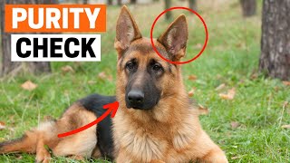 How to Identify a Pure German Shepherd Puppy?