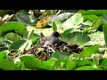 紅冠水雞育雛 common moorhen breeding