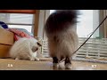 バーマン猫ミカとウリとラフとガブ【ヒモ大好き】i love string（バーマン猫）birman cat