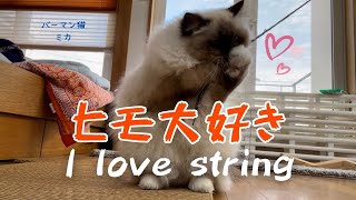 バーマン猫ミカとウリとラフとガブ【ヒモ大好き】I love string（バーマン猫）Birman/Cat