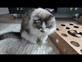 setting up my cats litter box u0026 bonus ragdoll playtime