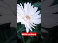 🥰🔥💥white gerbera plant#garden#gardening#shorts