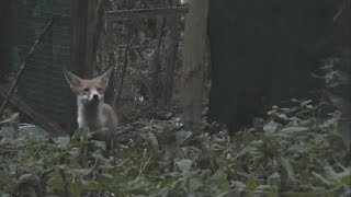 The Story of 16 Fox Cubs Found in a Barn