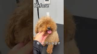 Before＆After８ #dog＃犬＃トリミング＃サマーカット