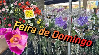 Feira de Domingo - Com promoções!