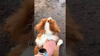 Toller screams #dogsofyoutube #happydoglife #toller #doglifeisgood #tollerscream #nsdtr #waterdog