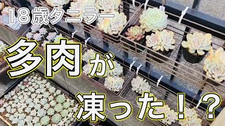 【多肉植物】多肉が凍った⁉やらかした...💦霜対策❄冬越し。