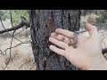 ponderosa pine yellow pine 3 ways to identify easily