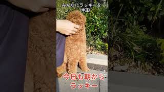 この動画に出会えたあなたはラッキーです！みんなにラッキー(幸運)を・・・ #トイプードル #犬 #dog #lucky #luckydog