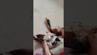 ছোট্ট ঈশান হাঁস নিয়ে আসলো 😍 #shorts #youtubeshorts #shortsfeed #viral #duck #new #ayaaz #vlog