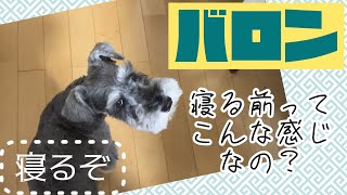 【ミニチュアシュナウザー 】バロンの寝る前ルーティンはこんな感じです‼️