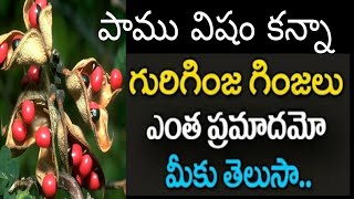 How Dangerous about | Real Facts about Gurivinda Ginjalu | Abrus Precatorius | Gurivinda Seeds Uses