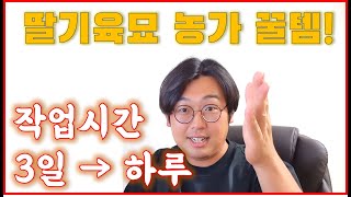 모주런너를 빠르게 자르는 꿀템 추천드려요!! 딸기육묘ㅣ모주런너절단ㅣ딸기육묘 꿀템