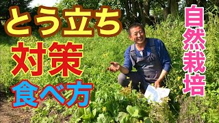 植物　野菜 とう立ちについて なぜとう立ちするの？ とう立ち対策と美味しく食べる方法【第12回】ただし〜農園 自然栽培塾