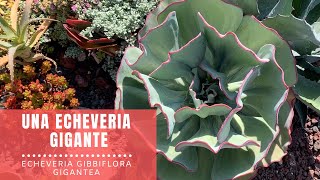 👩🏼‍🌾  Una suculenta gigante / Echeveria gibbiflora gigantea