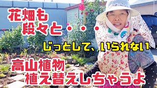 #506【80代のばあちゃん】お花の植え替えするよ🌼