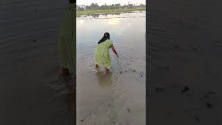 ছুটকি ঐ পুকুরের জলে কি মাছ ধরেছে 😀😁😀😝😛😜😛😜🐟🐟🐠🐠🐠#shorts #funnyvideo