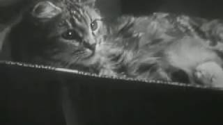 How cats lived in the 1940s (Cute Cat Era)