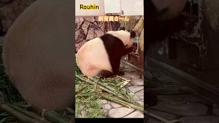 Panda Rauhin, Mom's cute way of begging!! #shorts #rauhin #panda #アドベンチャーワールド #animals