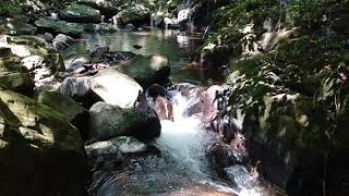 秋の渓流の風景久米島ホタル館vlog美しい自然の景観