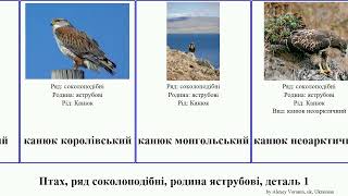 Птах, ряд соколоподібні, родина яструбові, деталь 1 канюк змієїд гриф канюк-крабоїд гарпія bird